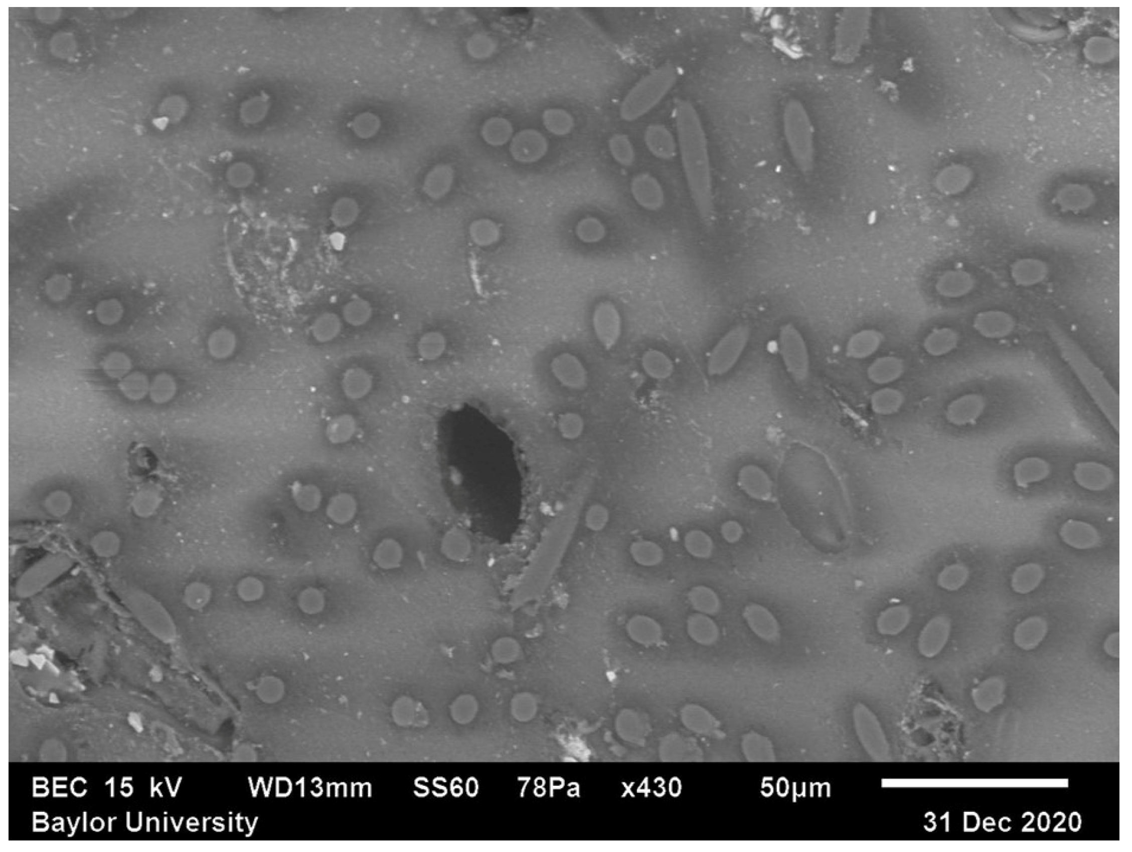 Polymers 15 02871 g003 Polymers 15 02871 g003