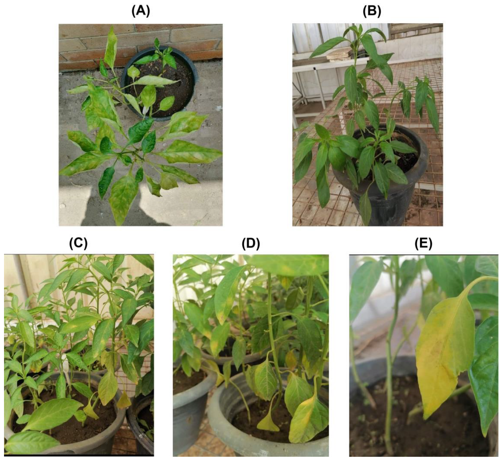 Polymers 15 02961 g001 Polymers 15 02961 g001