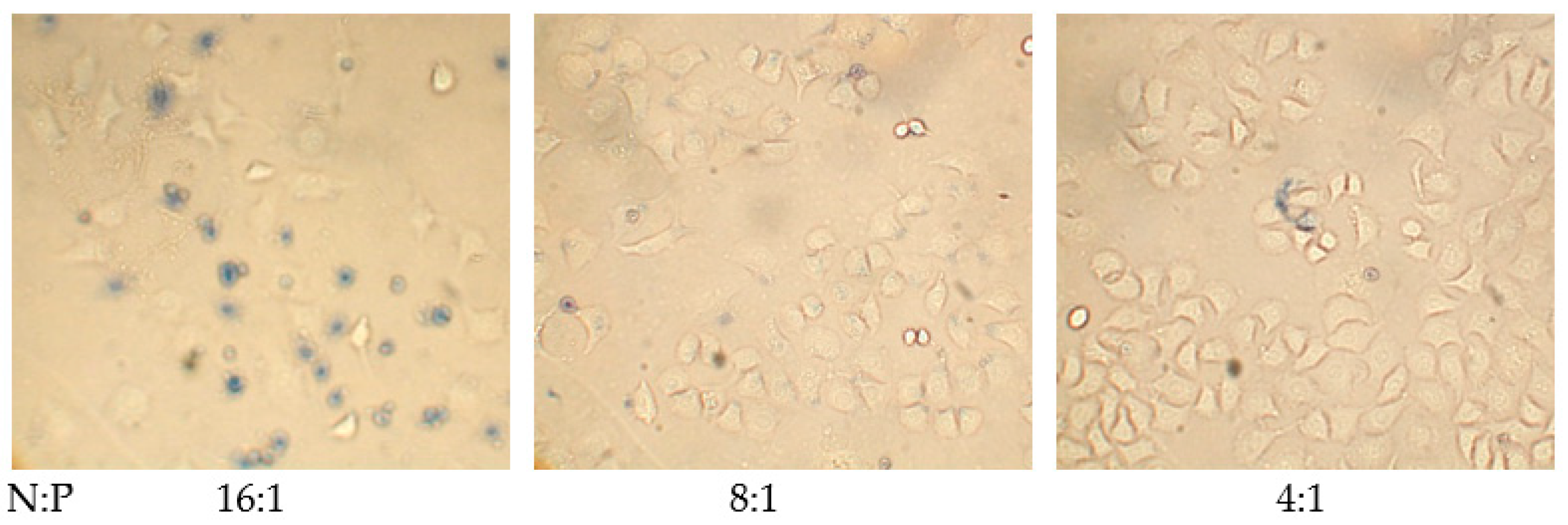 Polymers 15 03036 g011