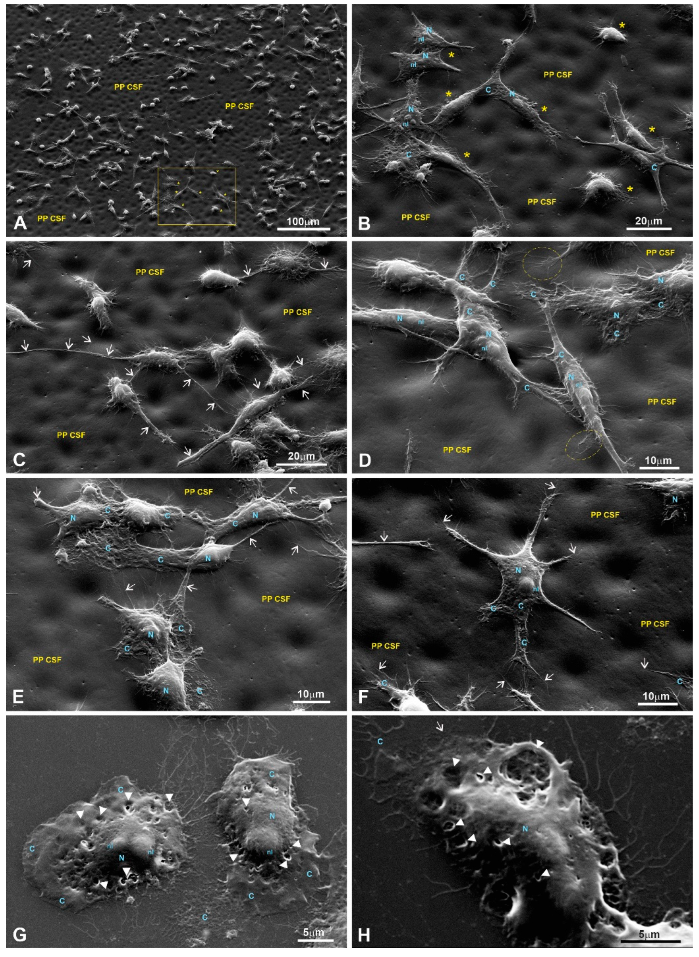 Polymers 15 03328 g013