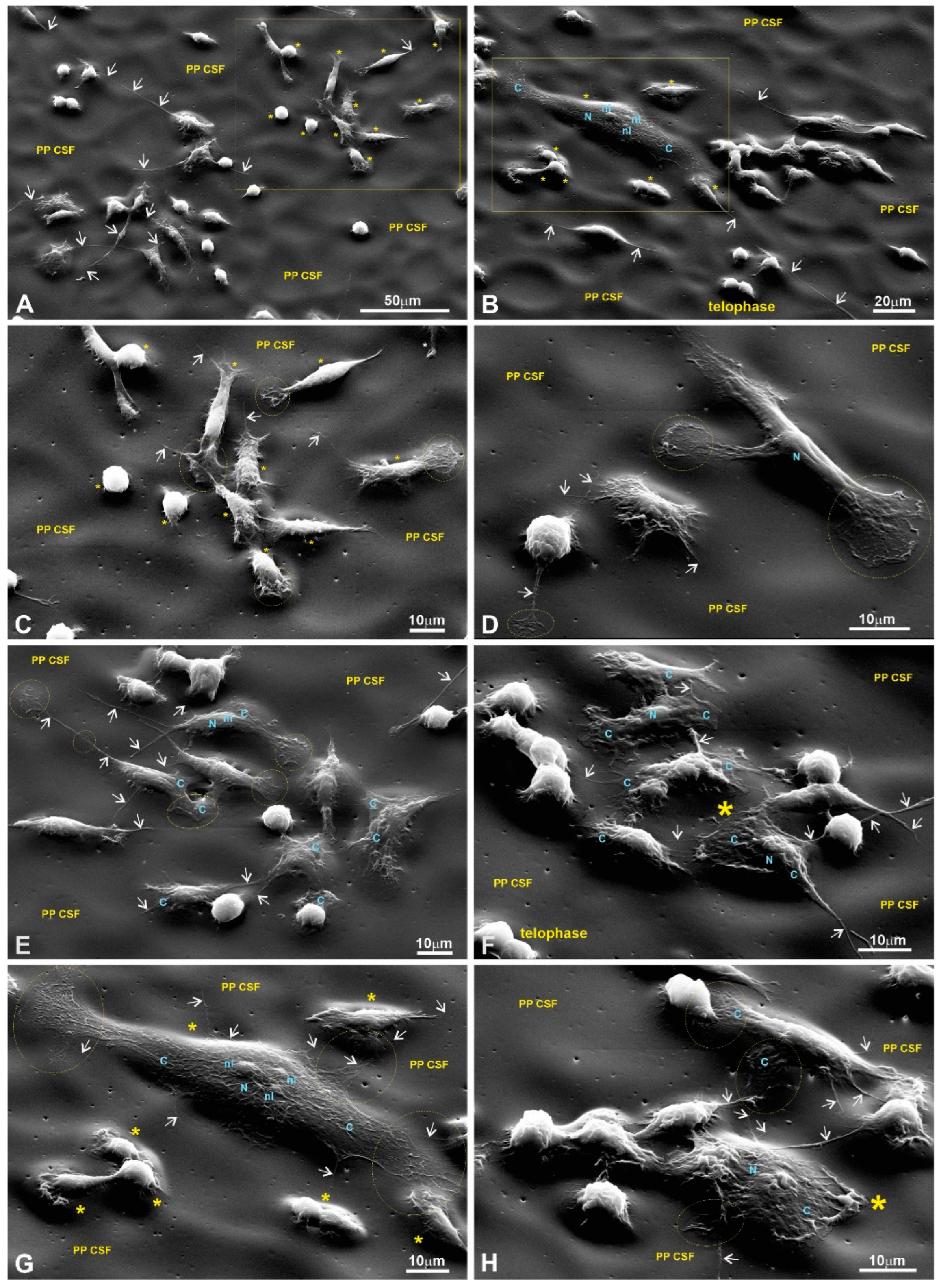 Polymers 15 03328 g014