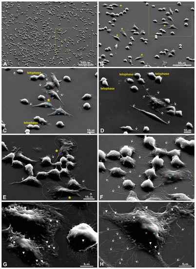 Polymers 15 03328 g0a5