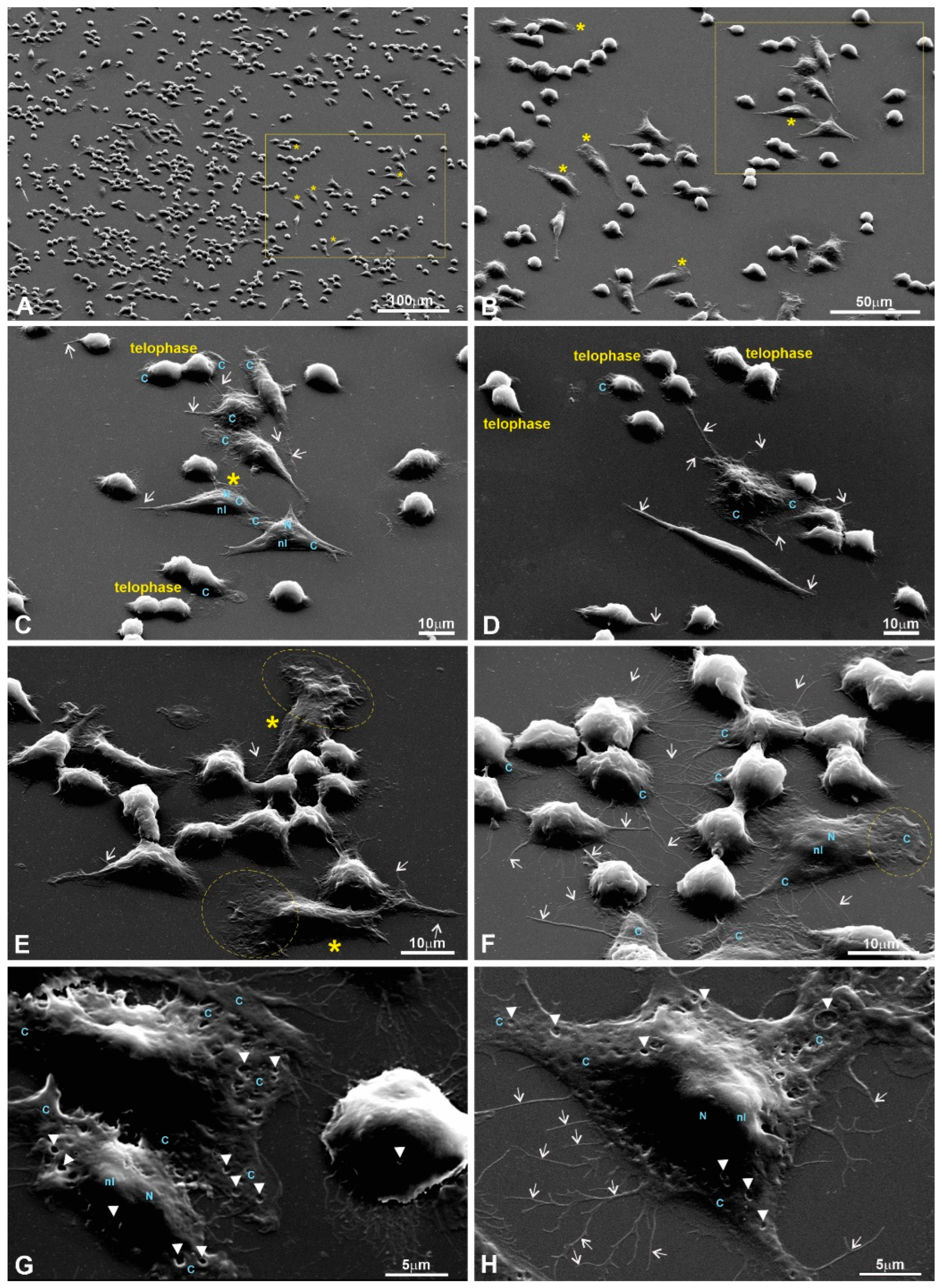 Polymers 15 03328 g0a5
