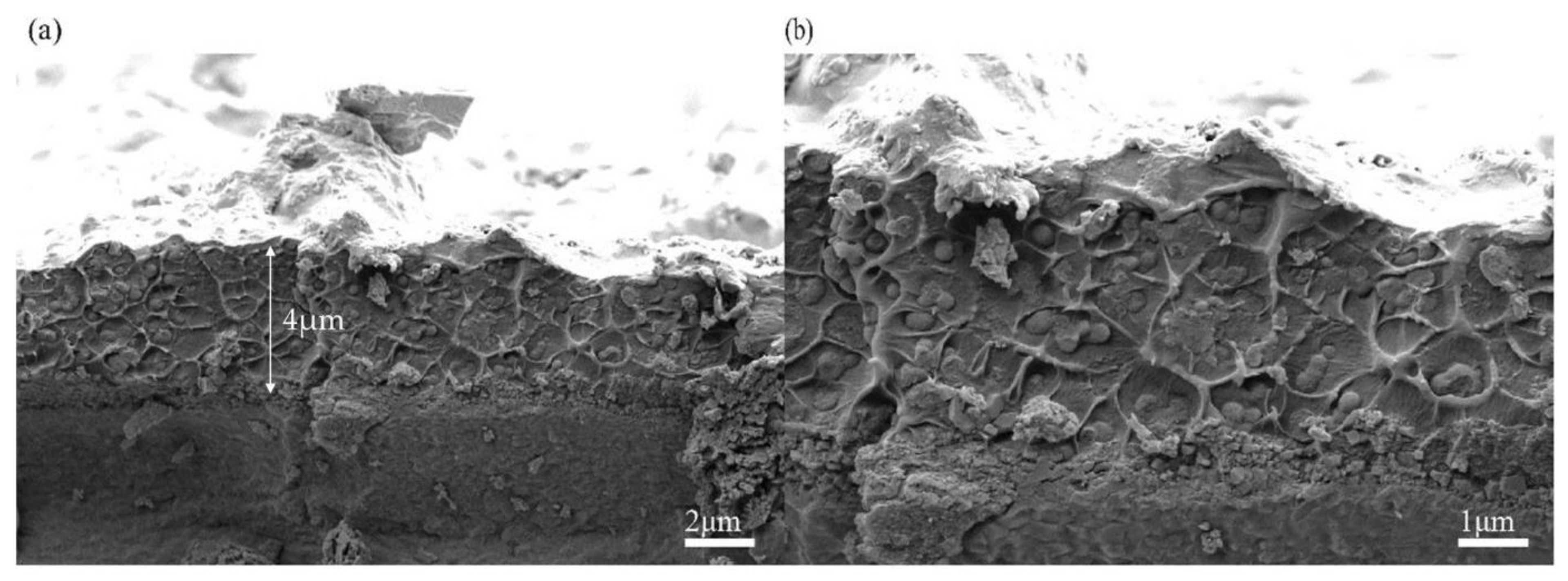 Polymers 15 03357 g008 Polymers 15 03357 g008