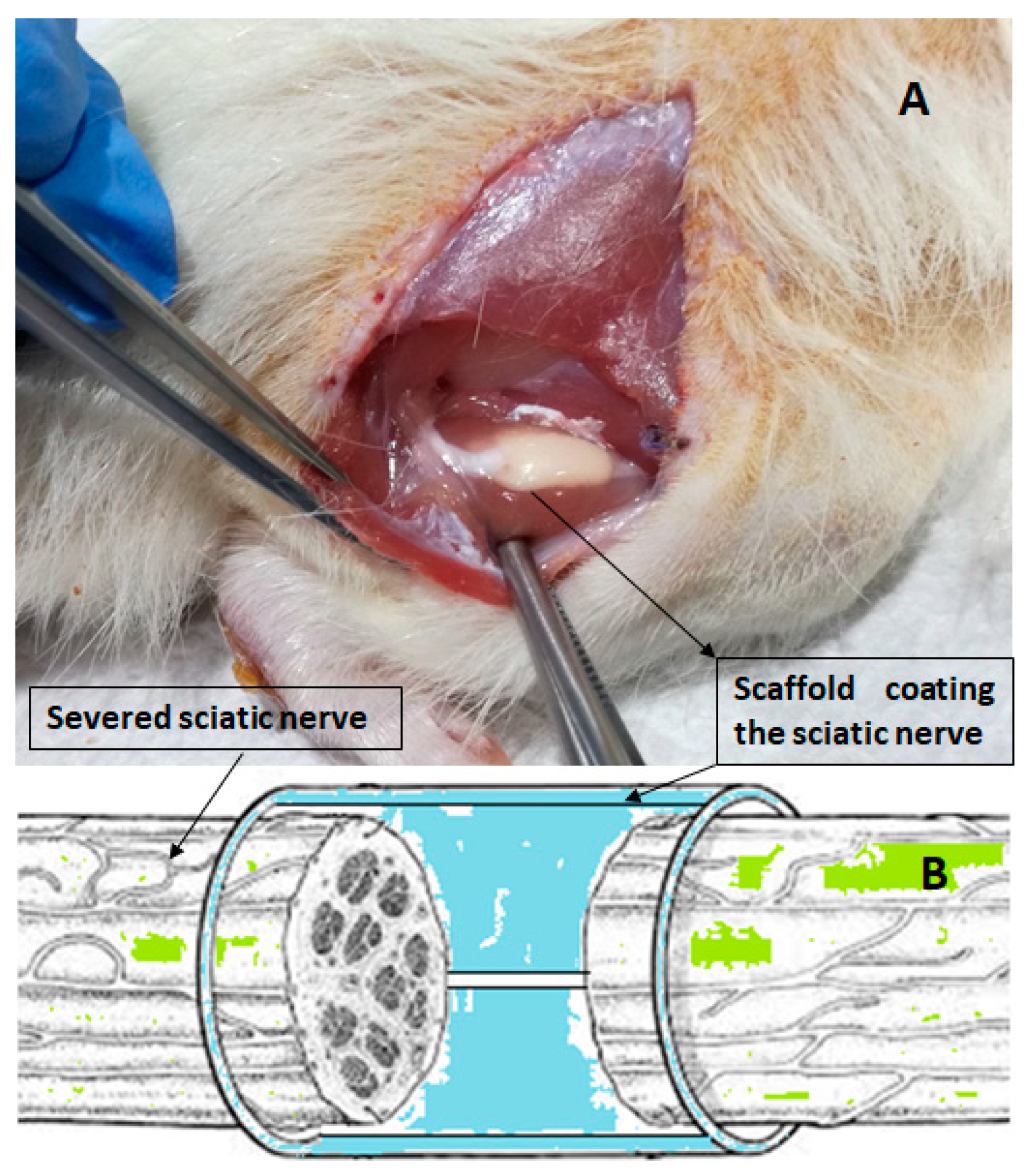 Polymers 15 03398 g002
