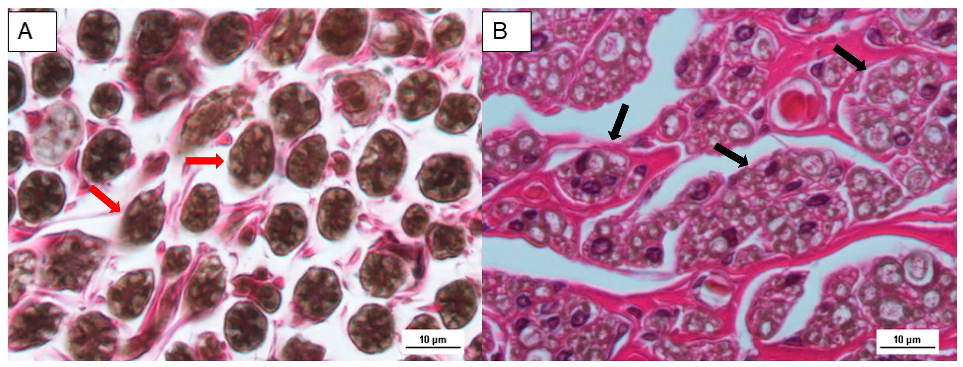Polymers 15 03398 g003