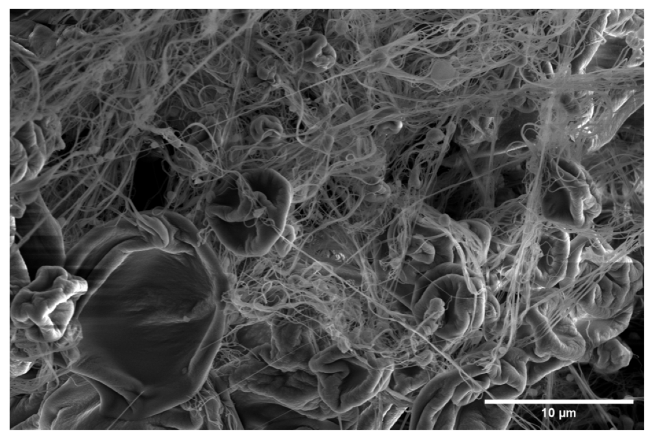 Polymers 15 03402 g004