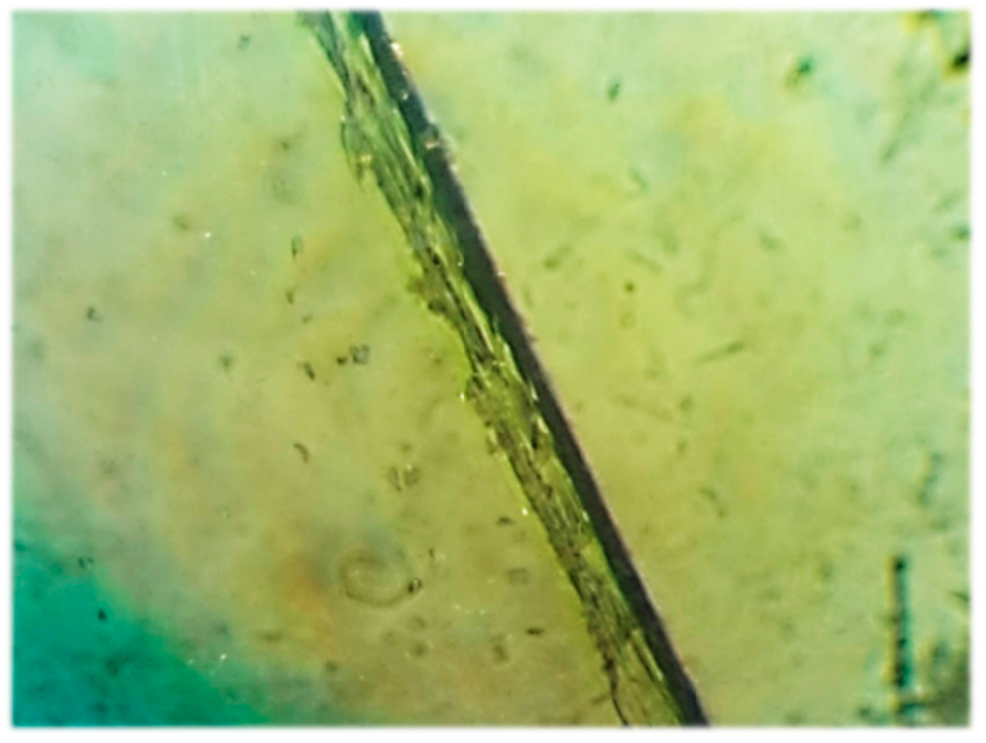 Polymers 15 03407 g010