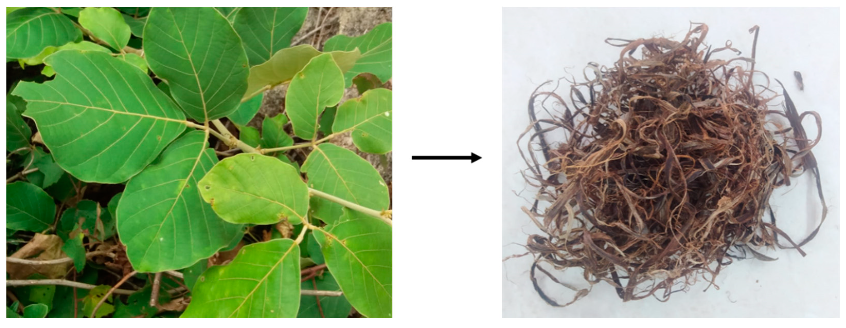 Polymers 15 03522 g001