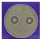 Polymers 15 03572 i003