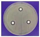 Polymers 15 03572 i005