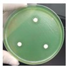 Polymers 15 03572 i006