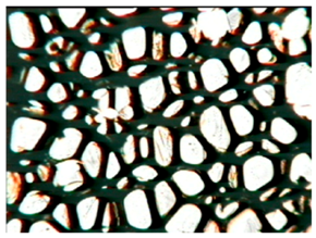 Polymers 15 03660 i003