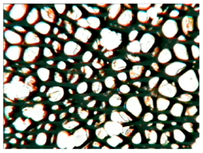 Polymers 15 03660 i004