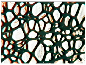 Polymers 15 03660 i005