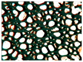 Polymers 15 03660 i006