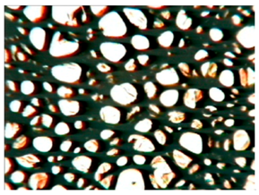 Polymers 15 03660 i008