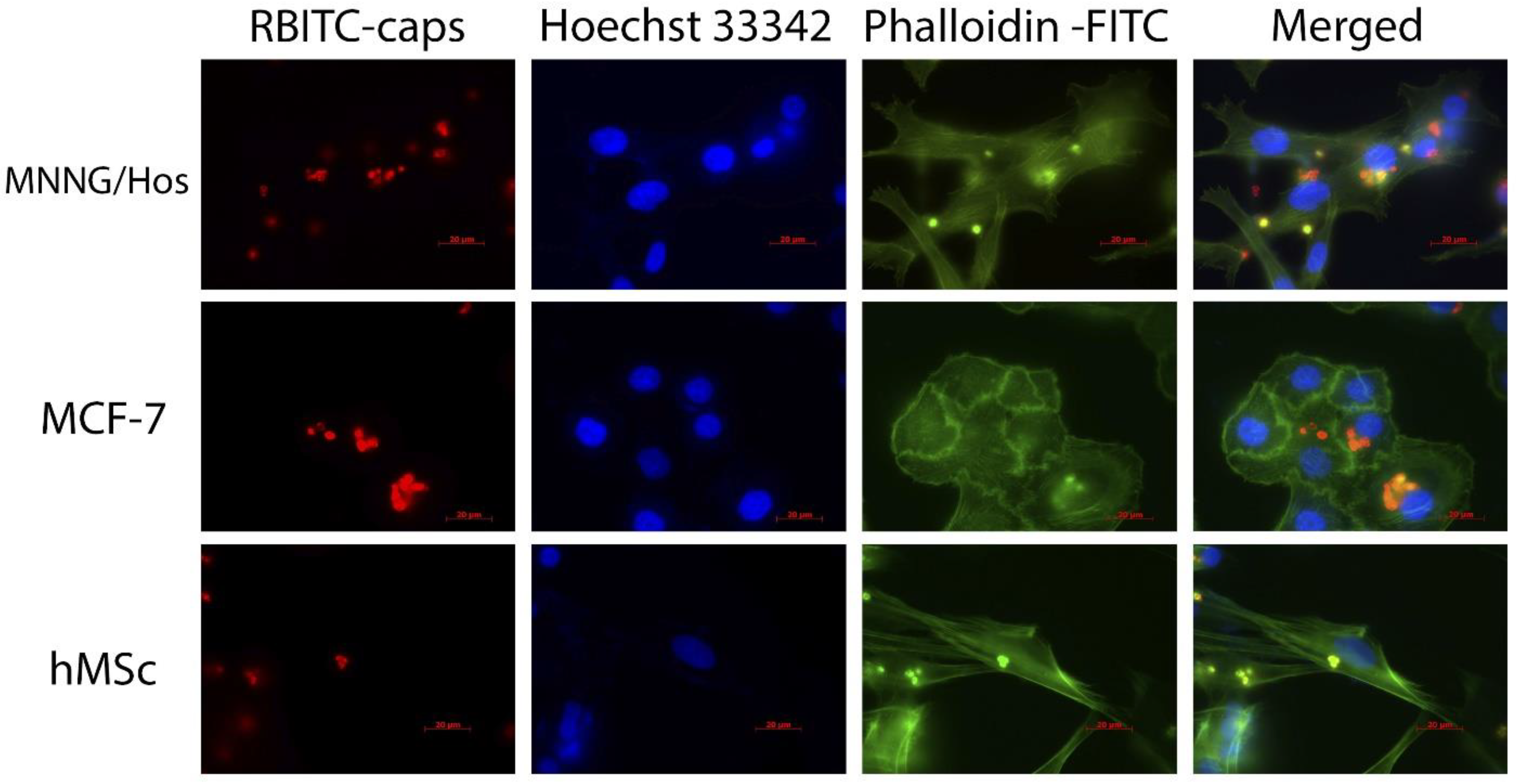 Polymers 15 03840 g004