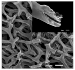 Polymers 15 03955 i025