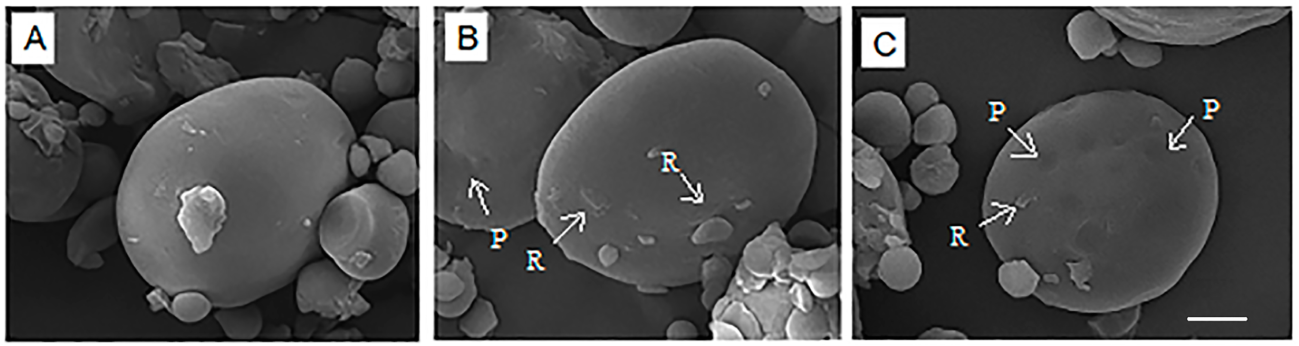 Polymers 15 04087 g001