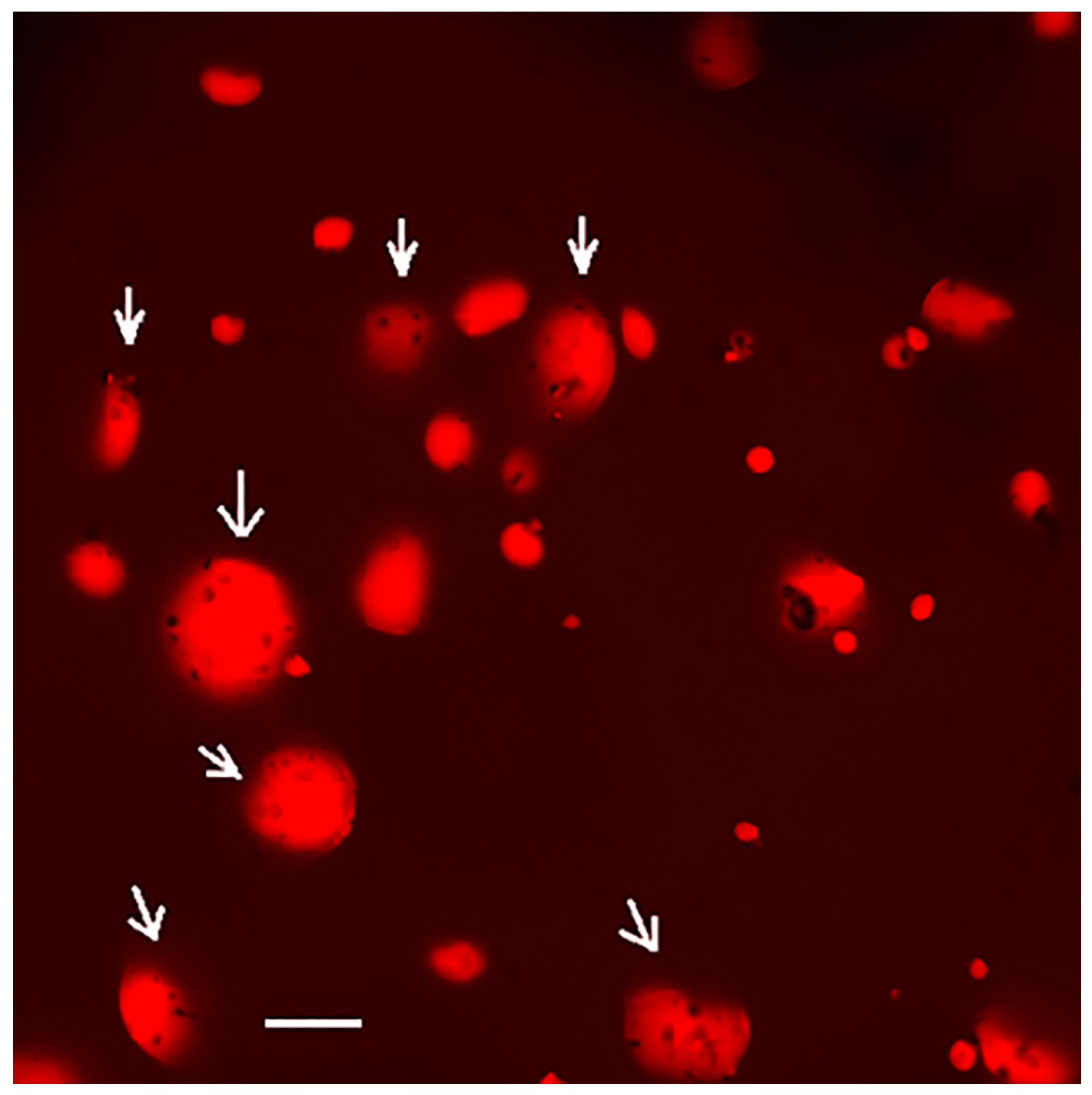 Polymers 15 04087 g002