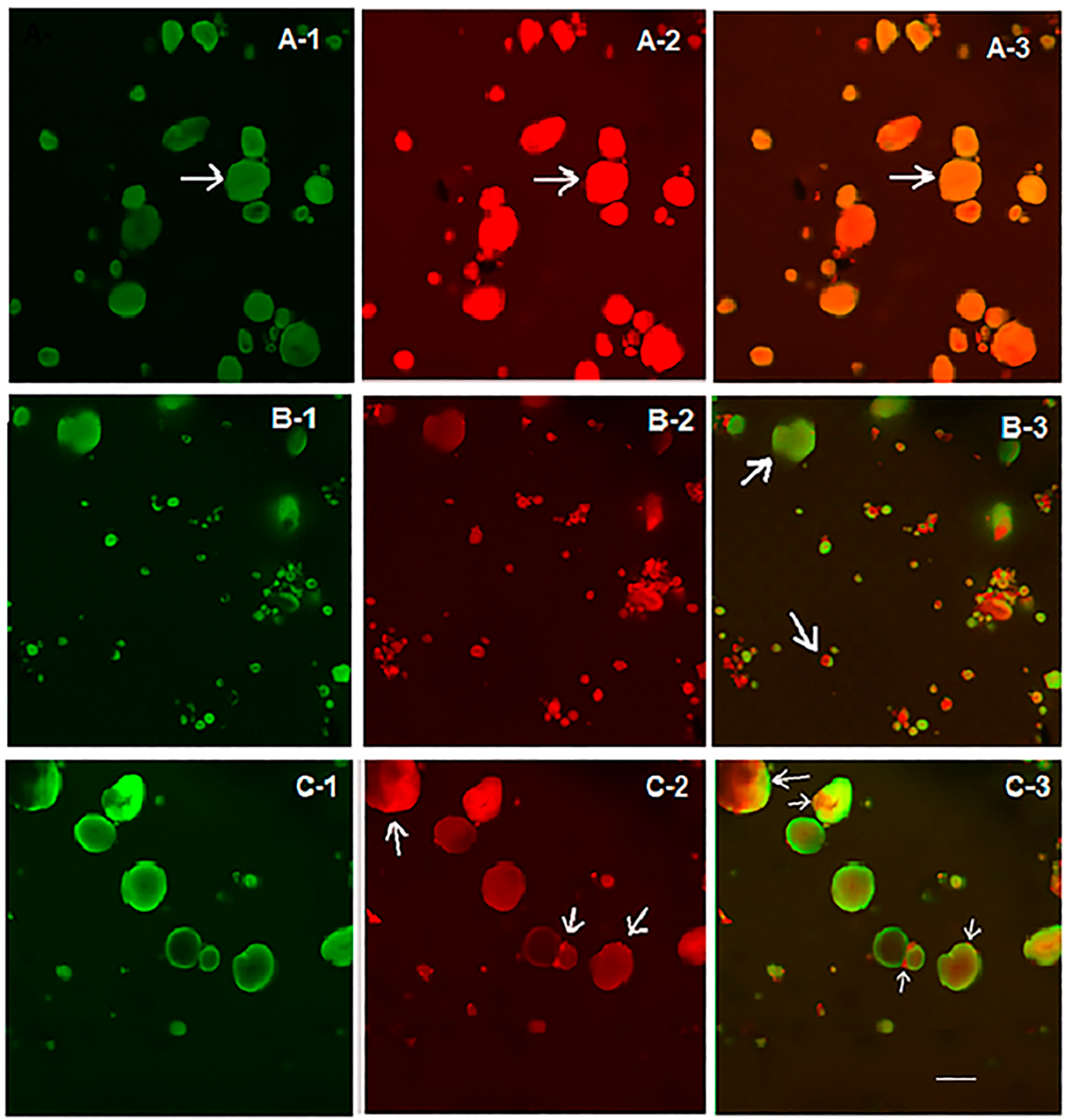 Polymers 15 04087 g003