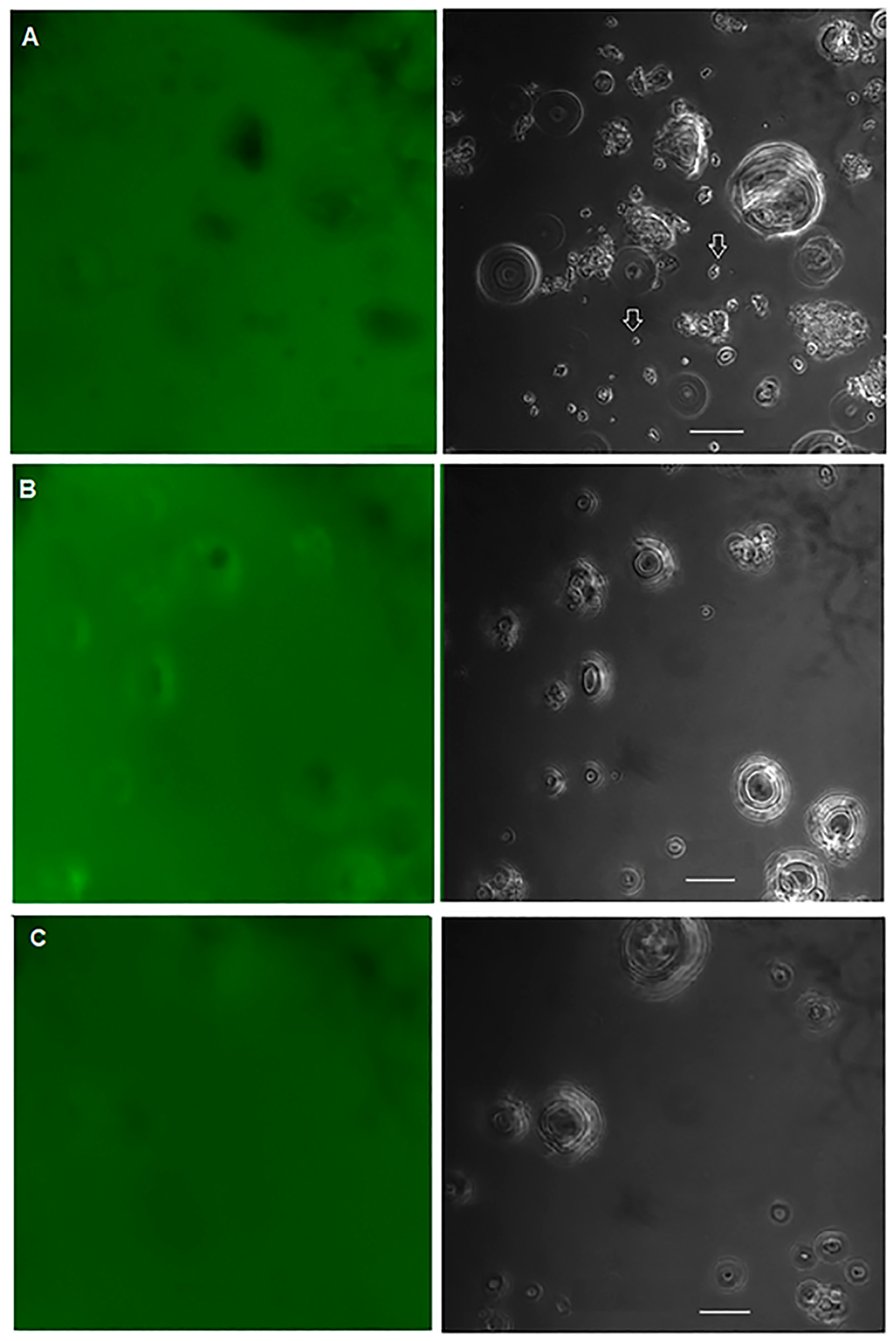 Polymers 15 04087 g004