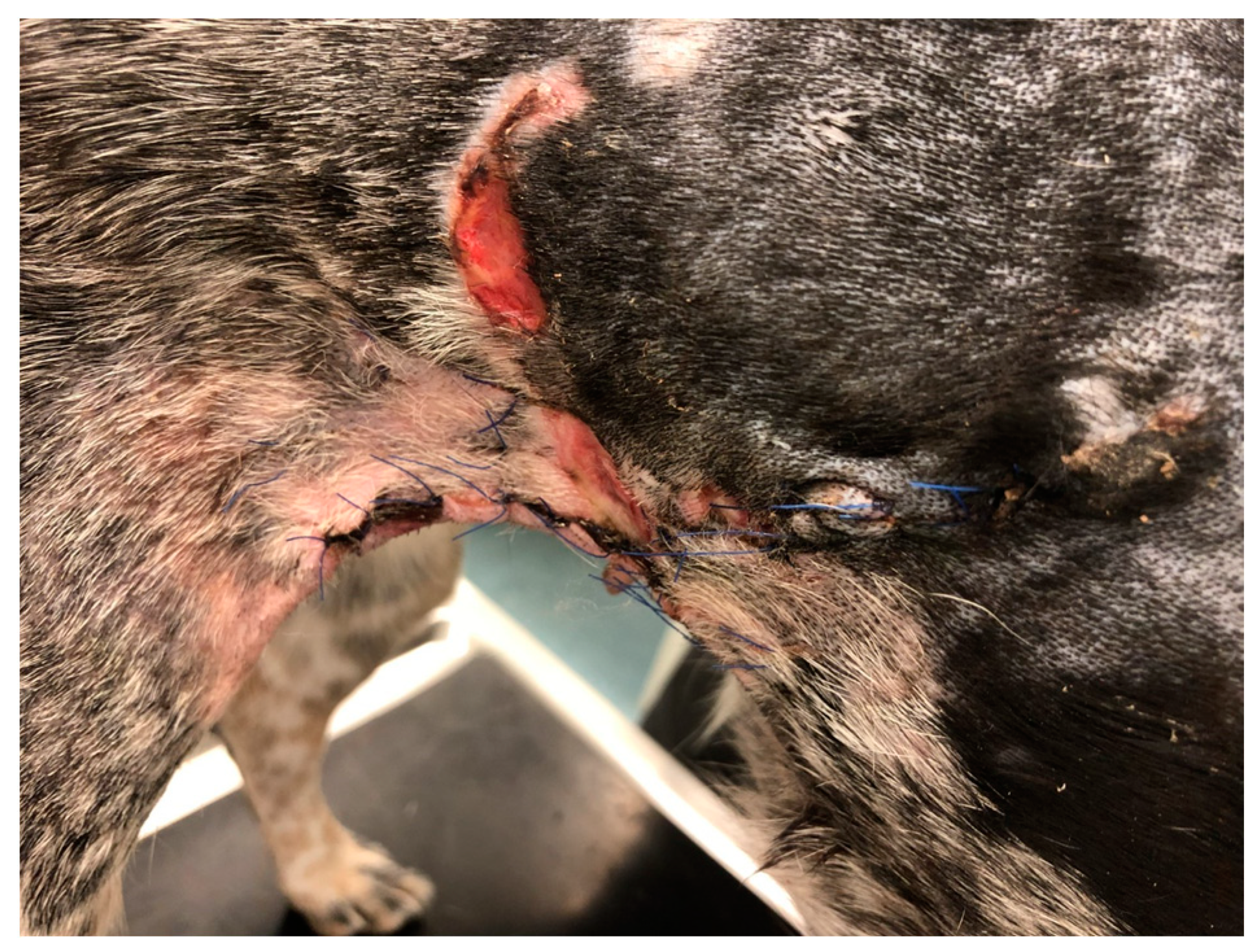 Polymers 15 04201 g004