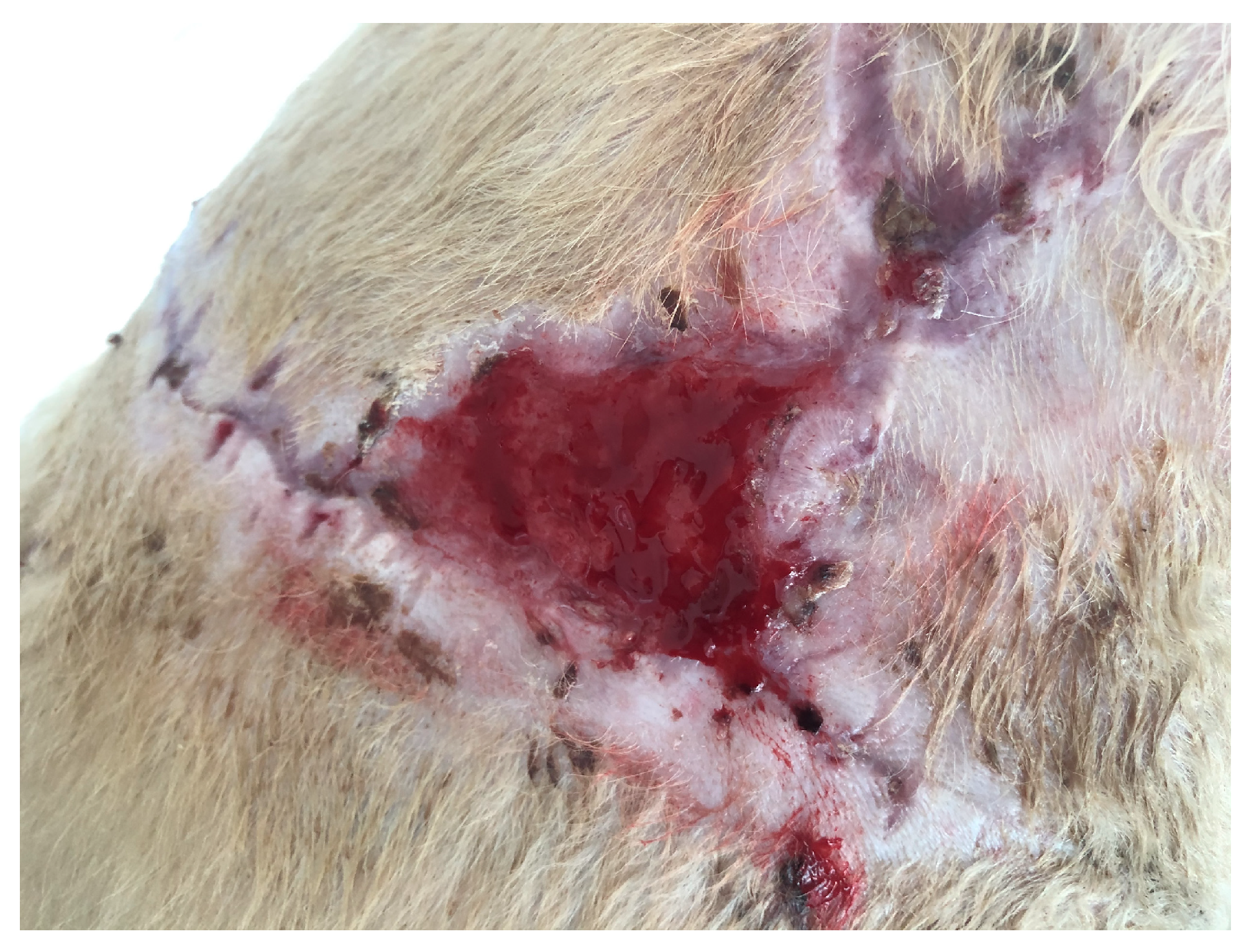 Polymers 15 04201 g010