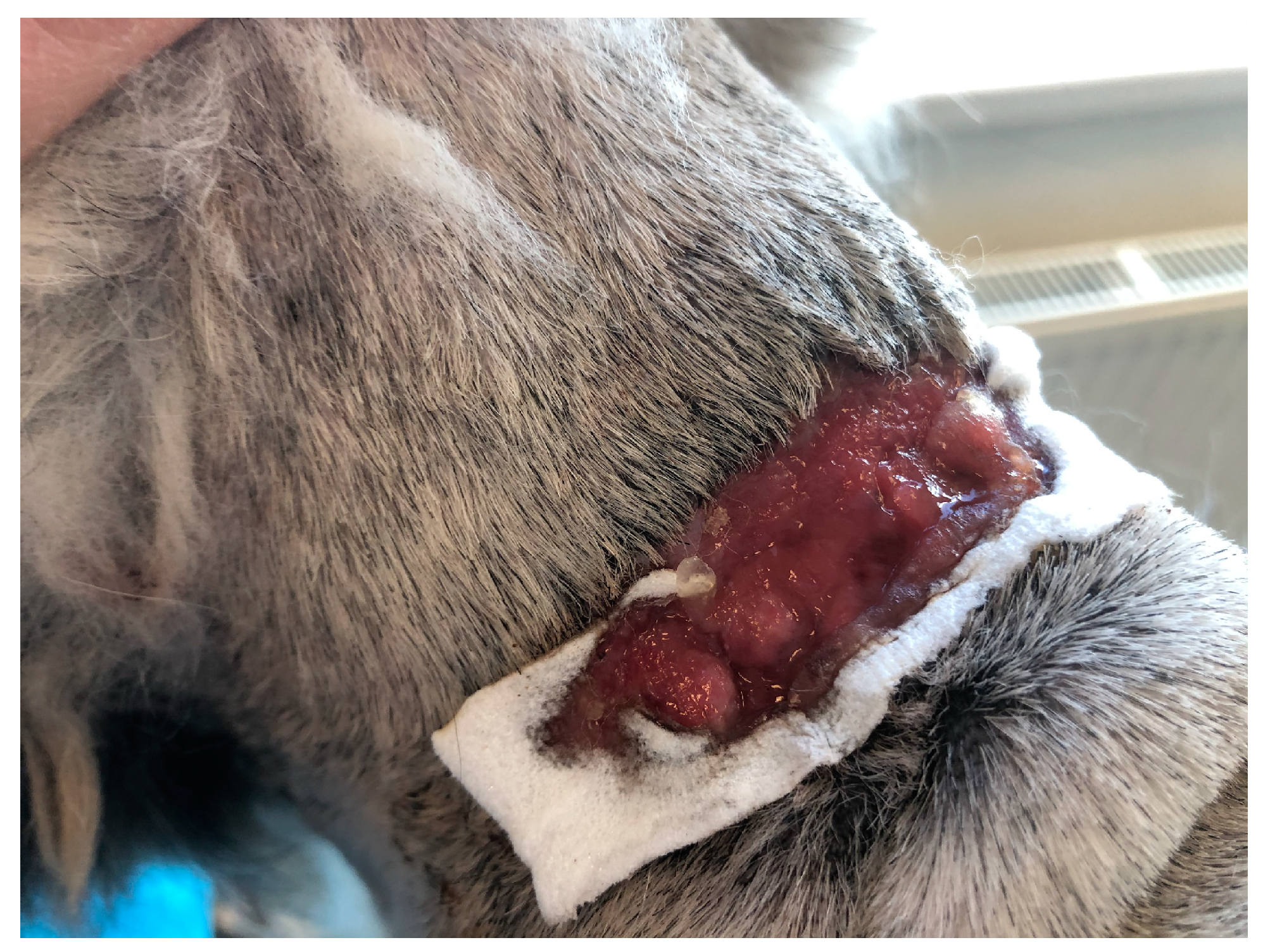 Polymers 15 04201 g012