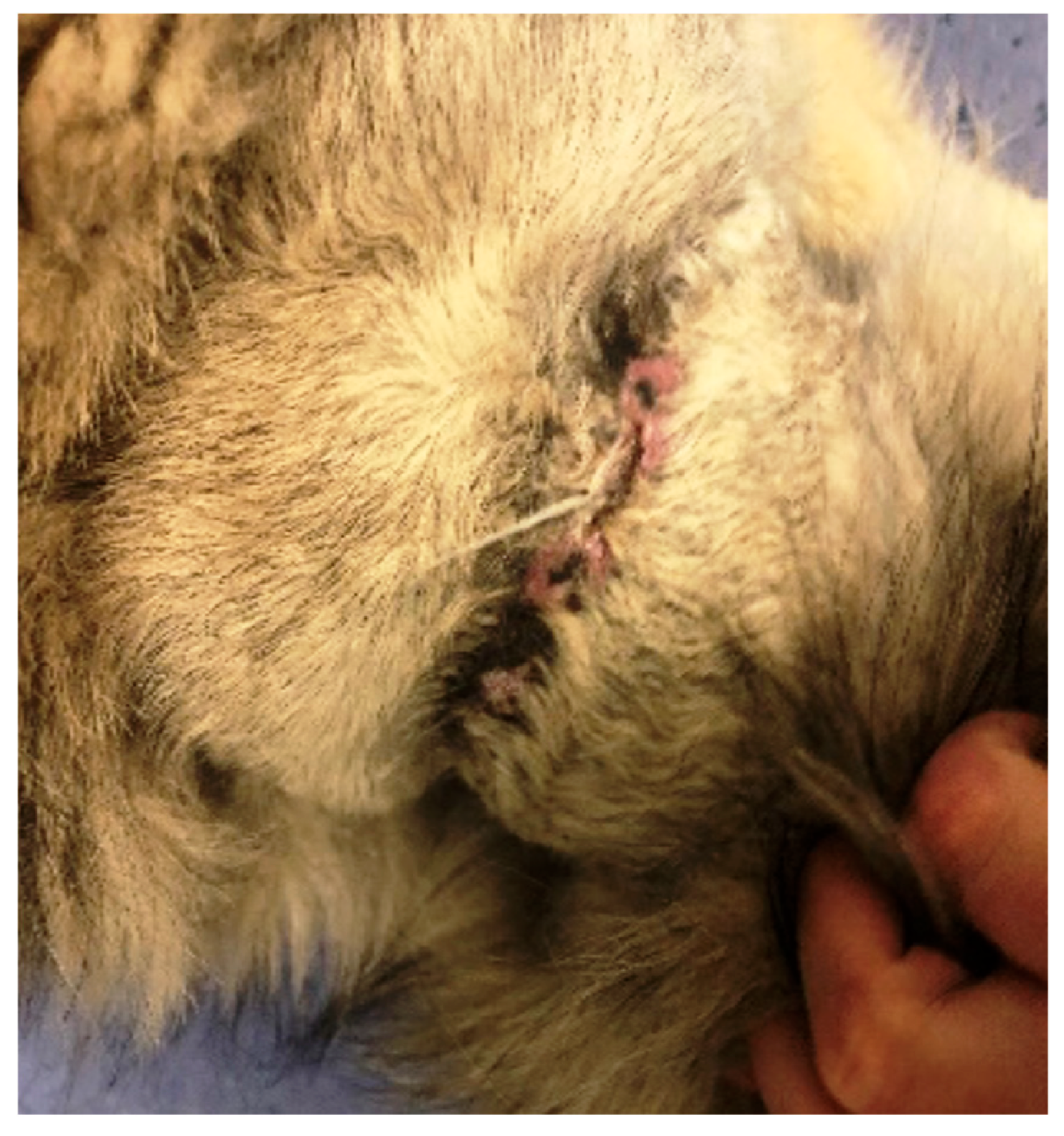 Polymers 15 04201 g013