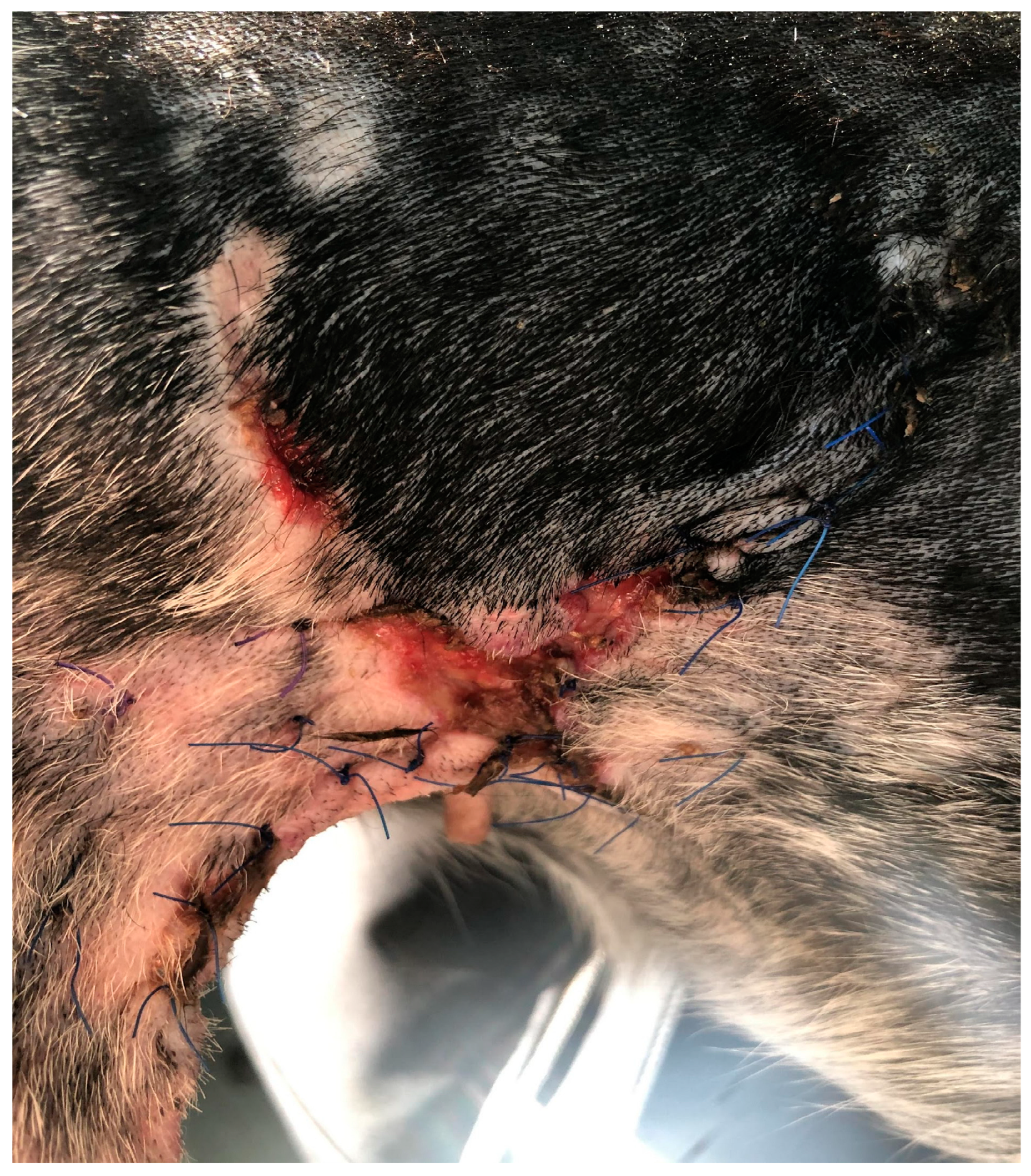 Polymers 15 04201 g016