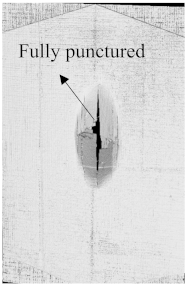 Polymers 15 04209 i009