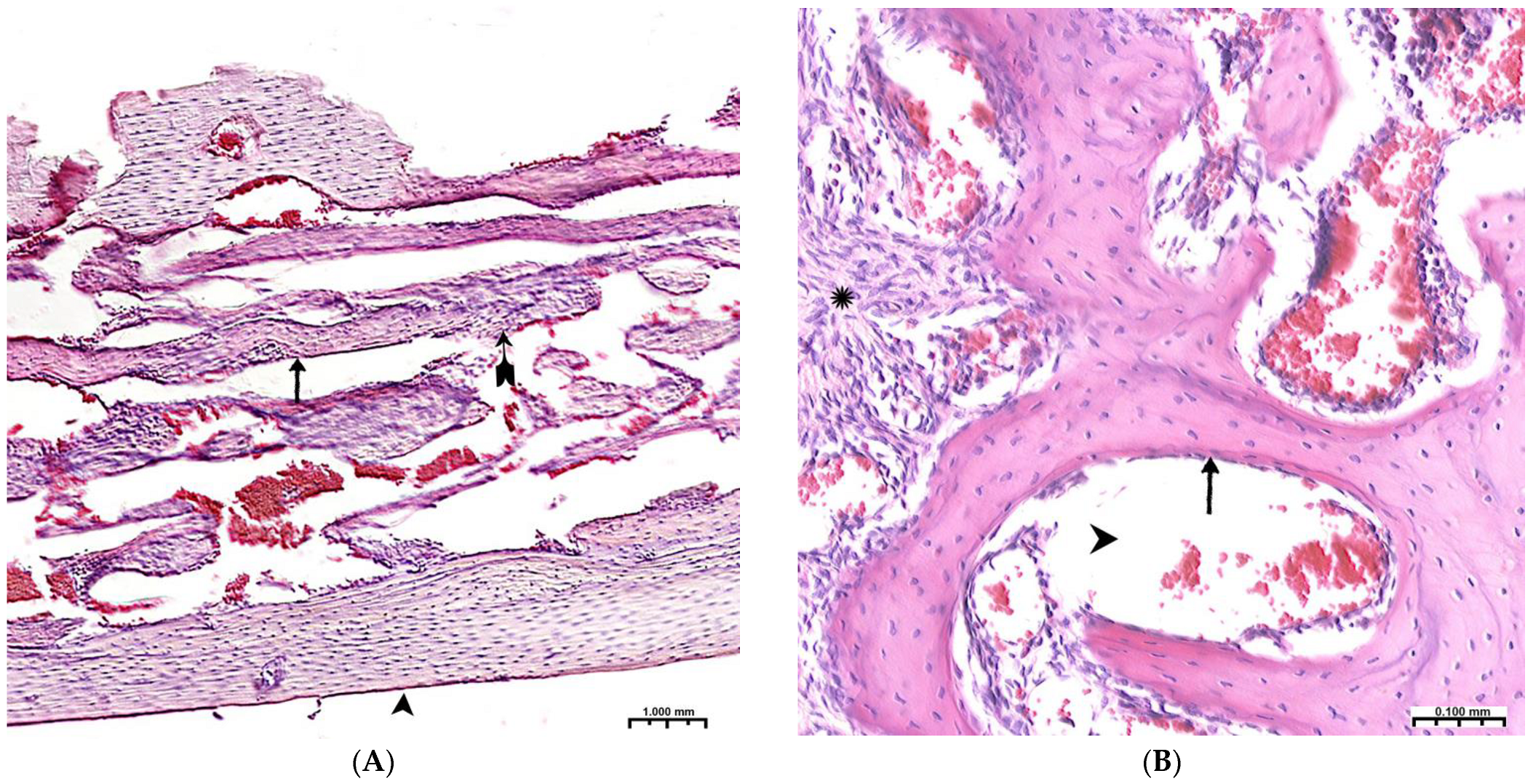 Polymers 15 04232 g004