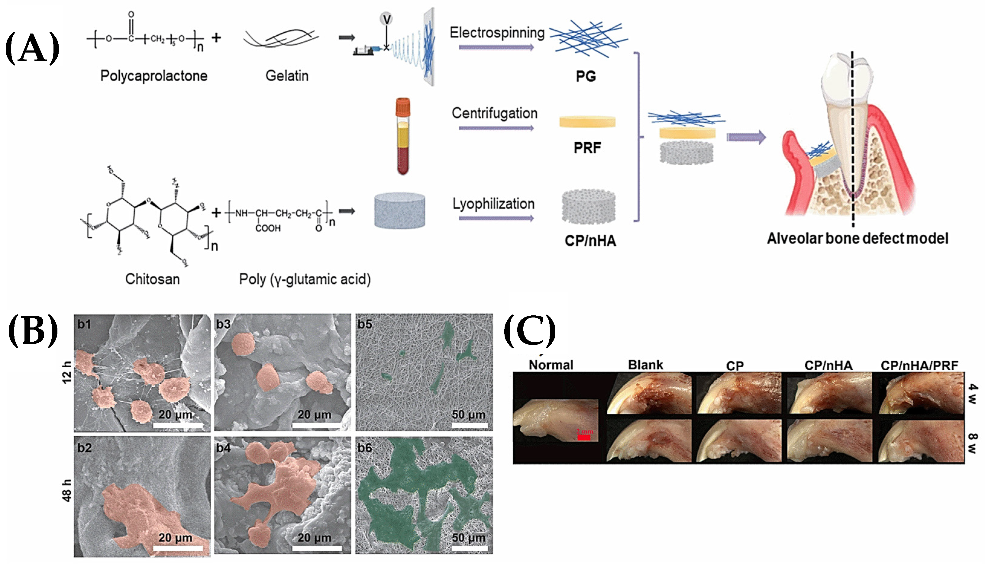 Polymers 15 04253 g003