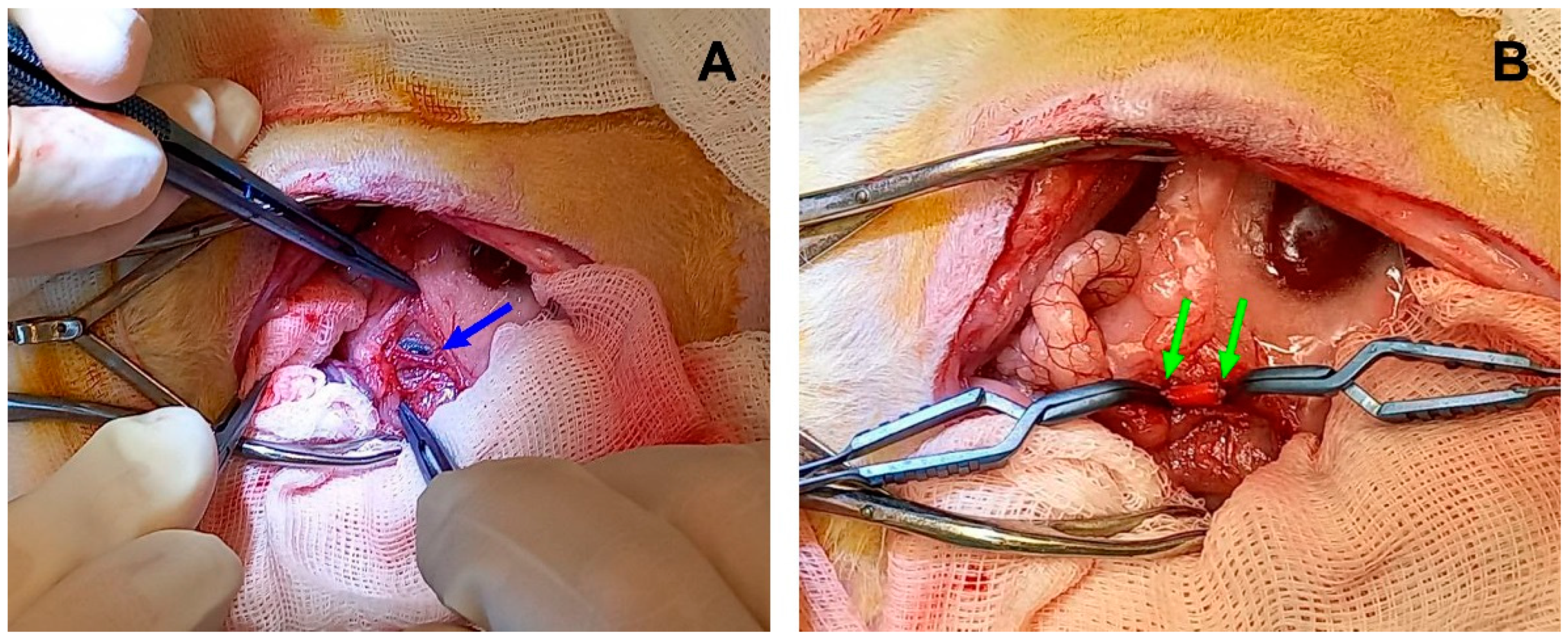 Polymers 15 04304 g002