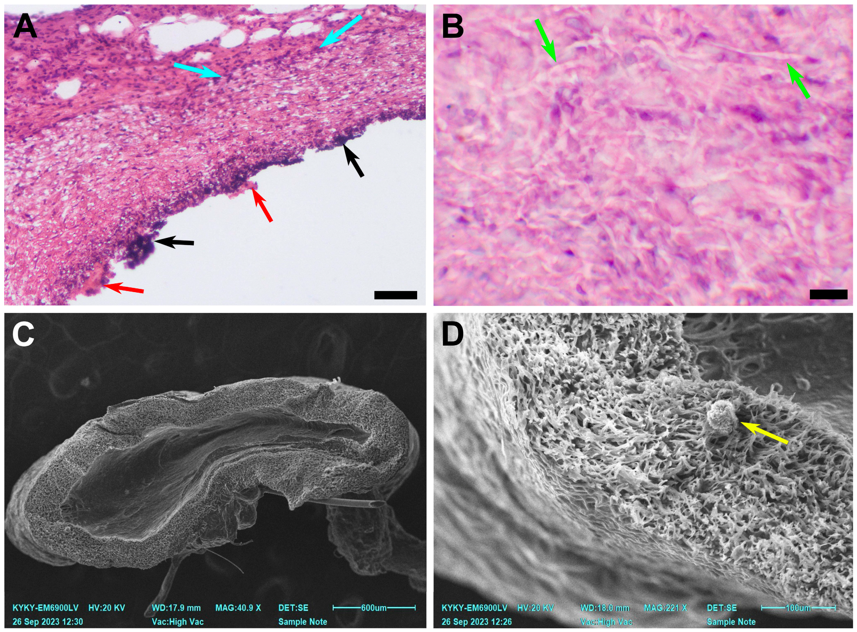 Polymers 15 04304 g005