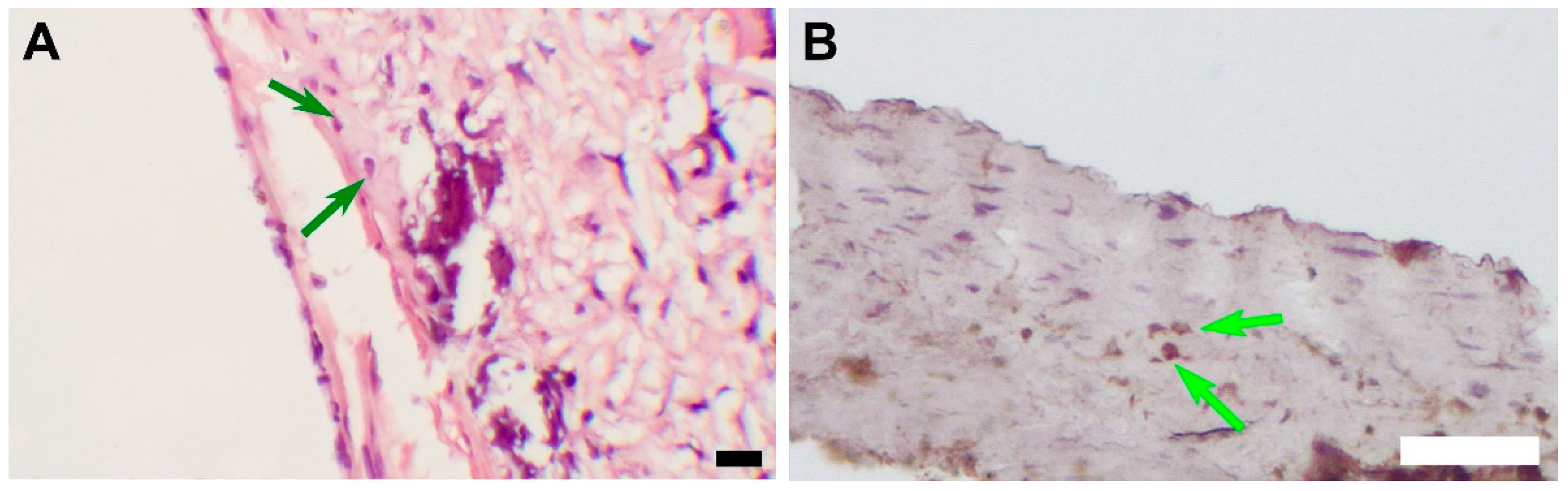 Polymers 15 04304 g009