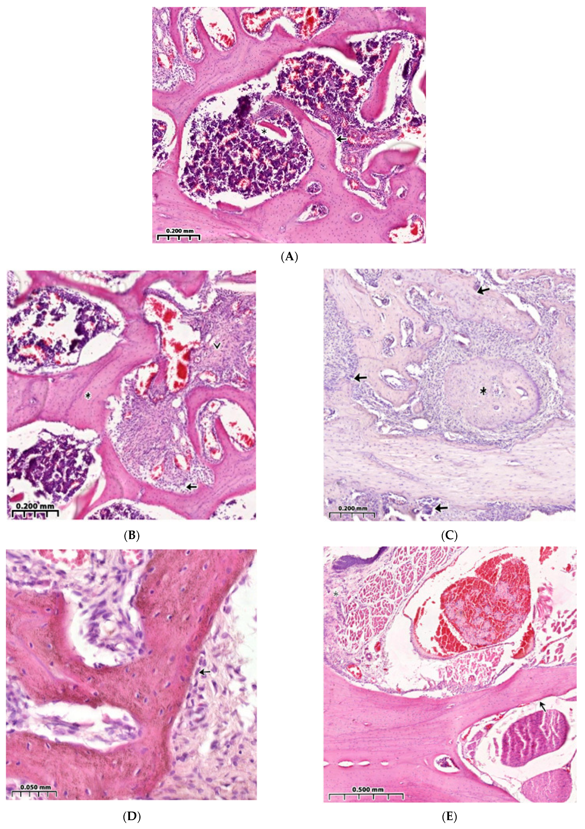 Polymers 15 04337 g004