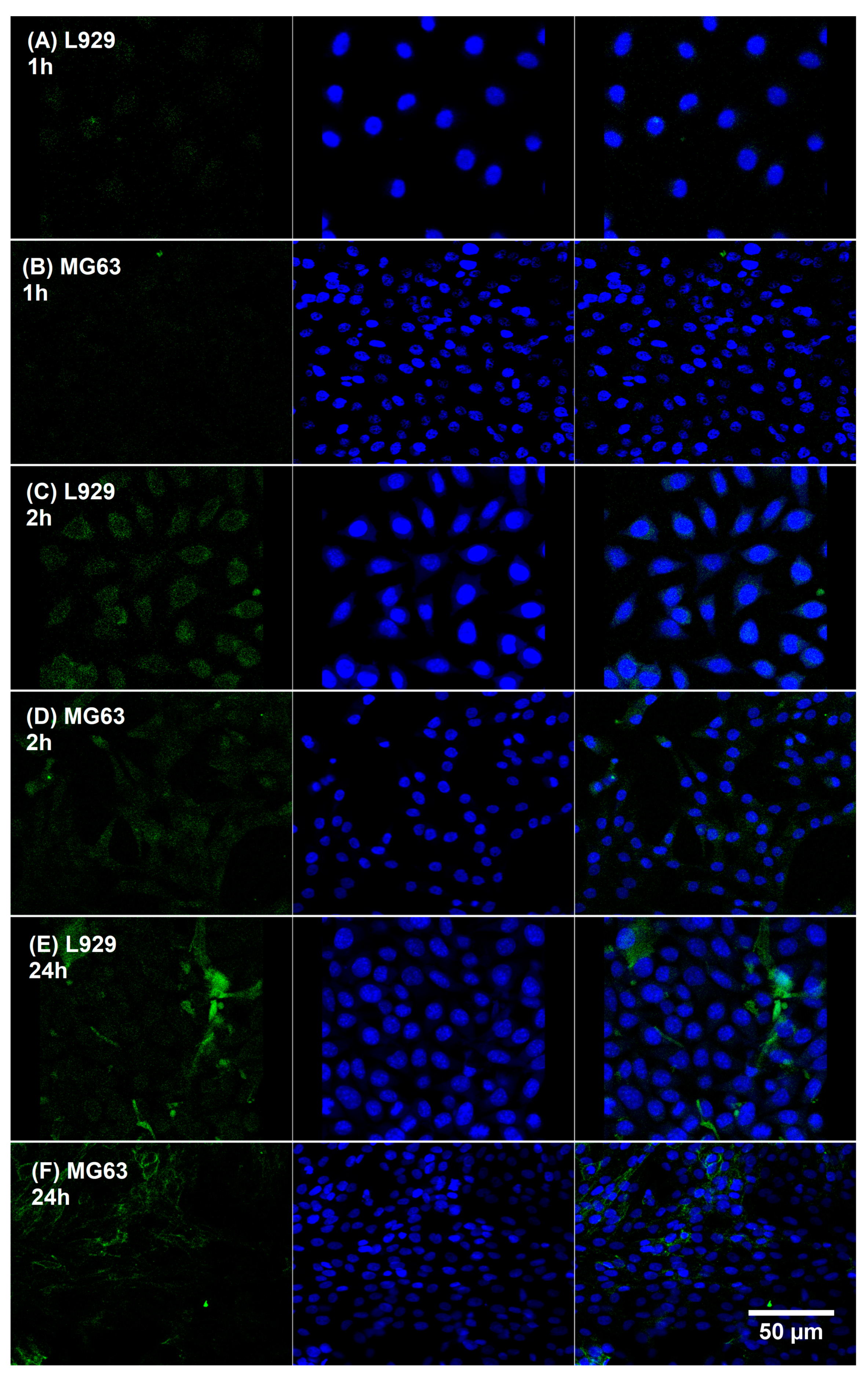Polymers 15 04375 g009