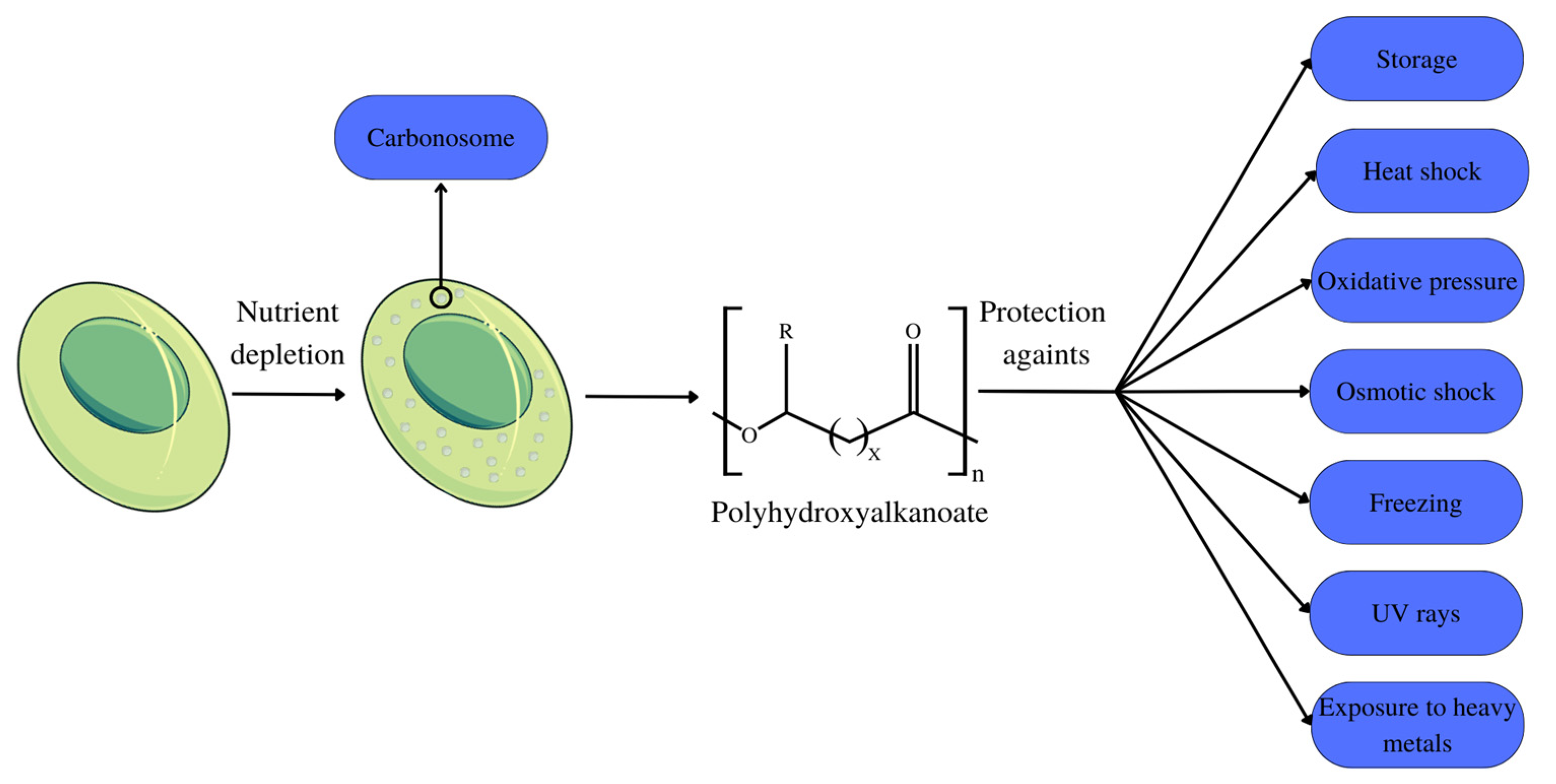 Polymers 15 04405 g001