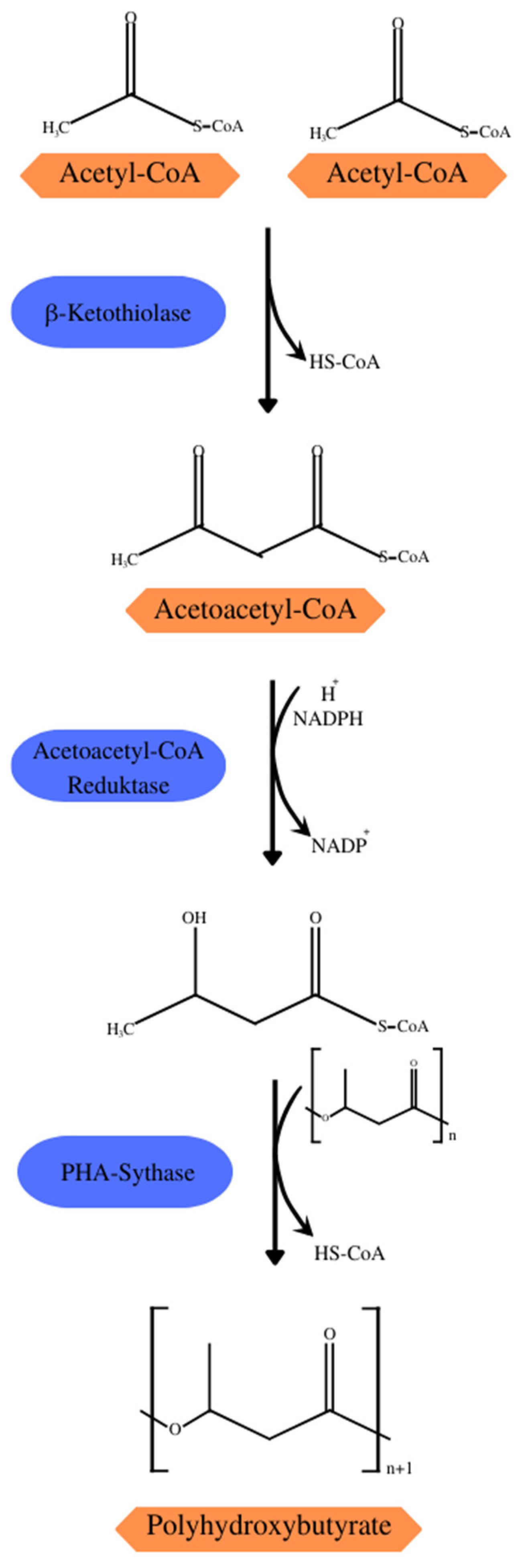 Polymers 15 04405 g003
