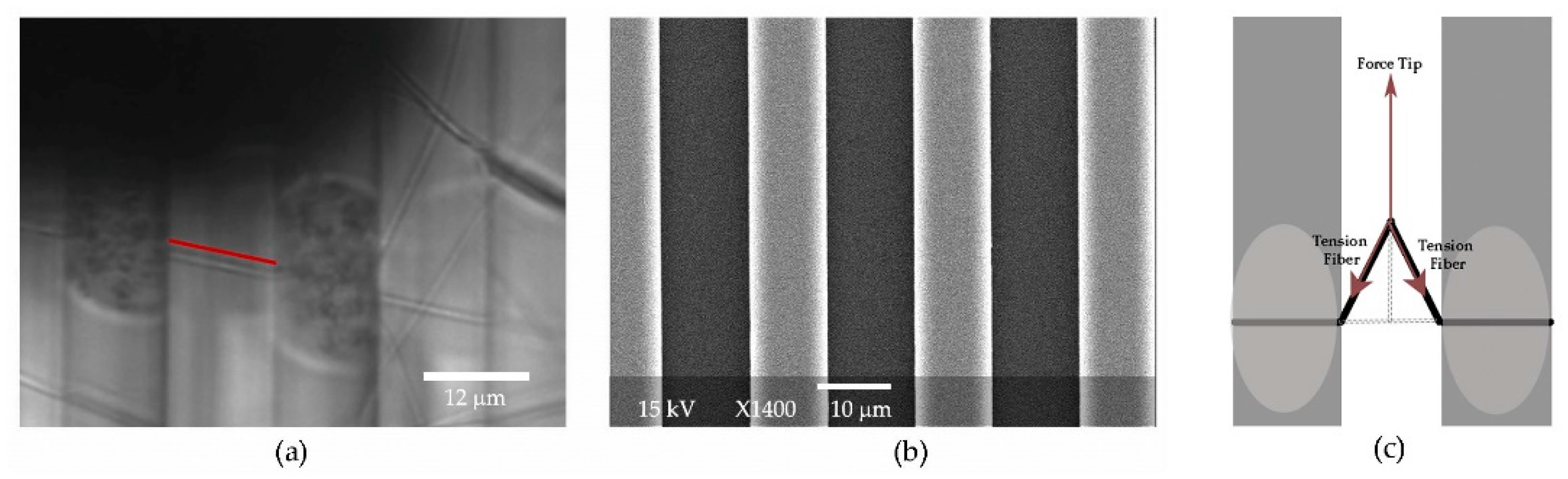 Polymers 15 04555 g001