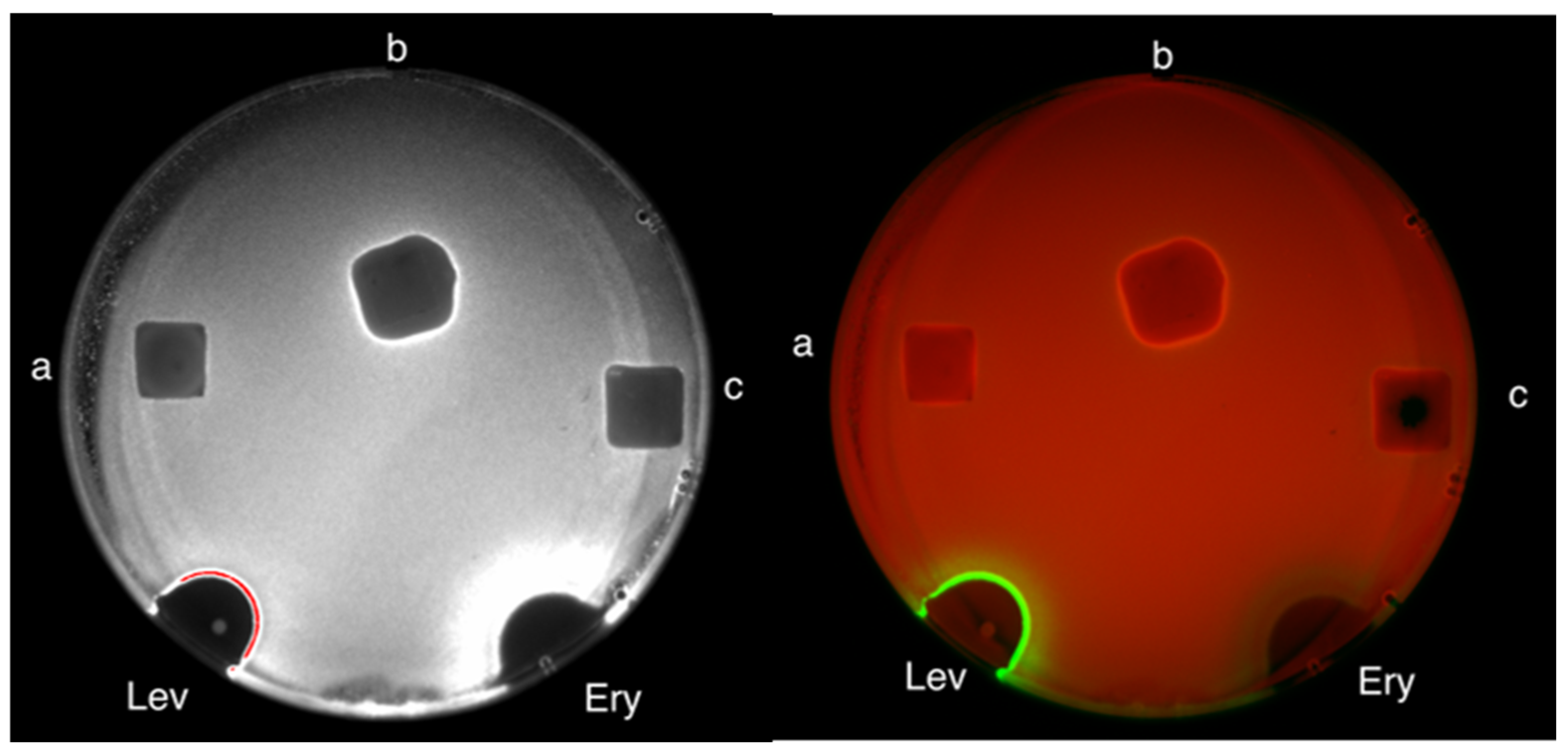 Polymers 15 04690 g002