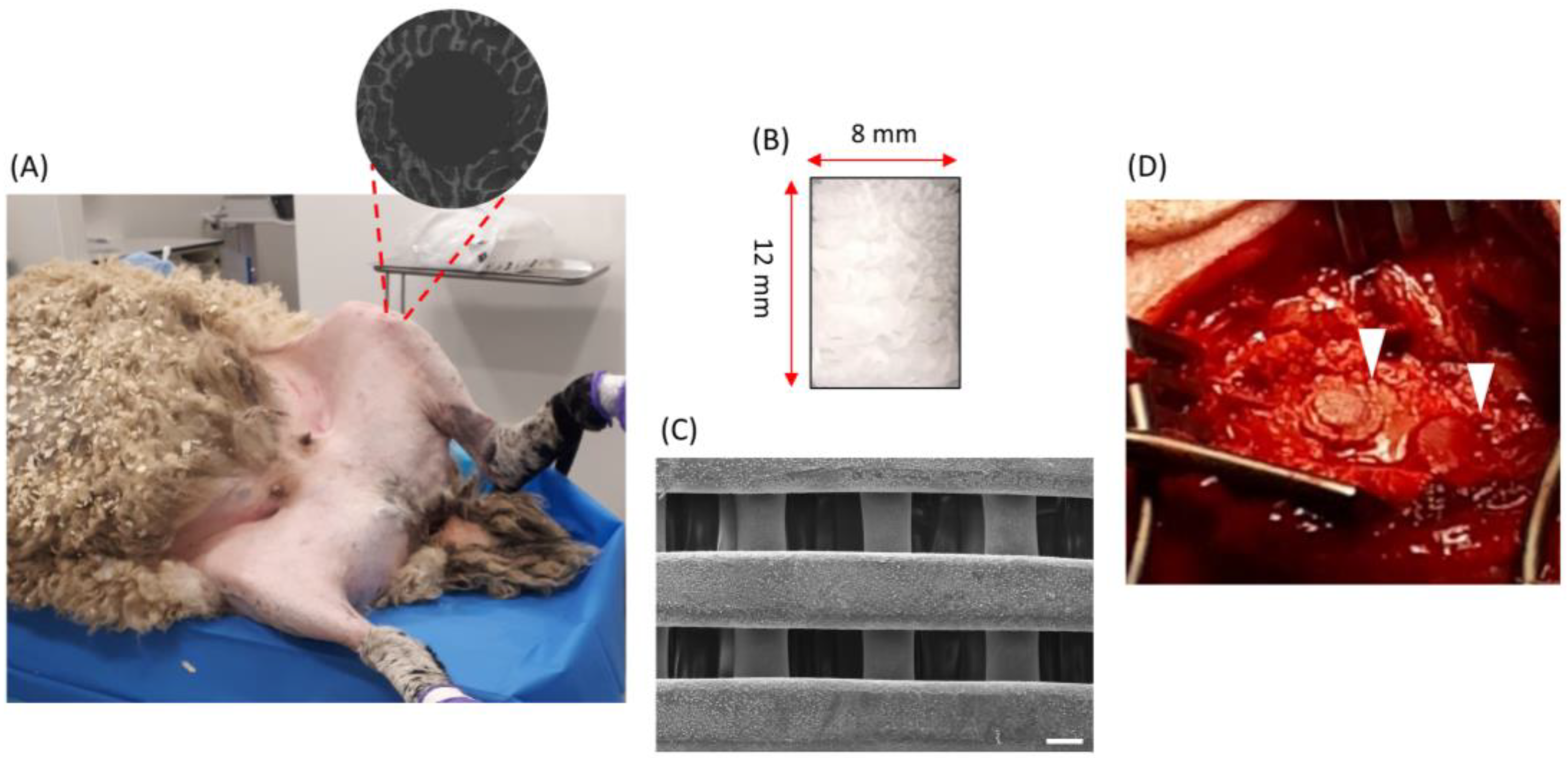 Polymers 16 00066 g001 Polymers 16 00066 g001