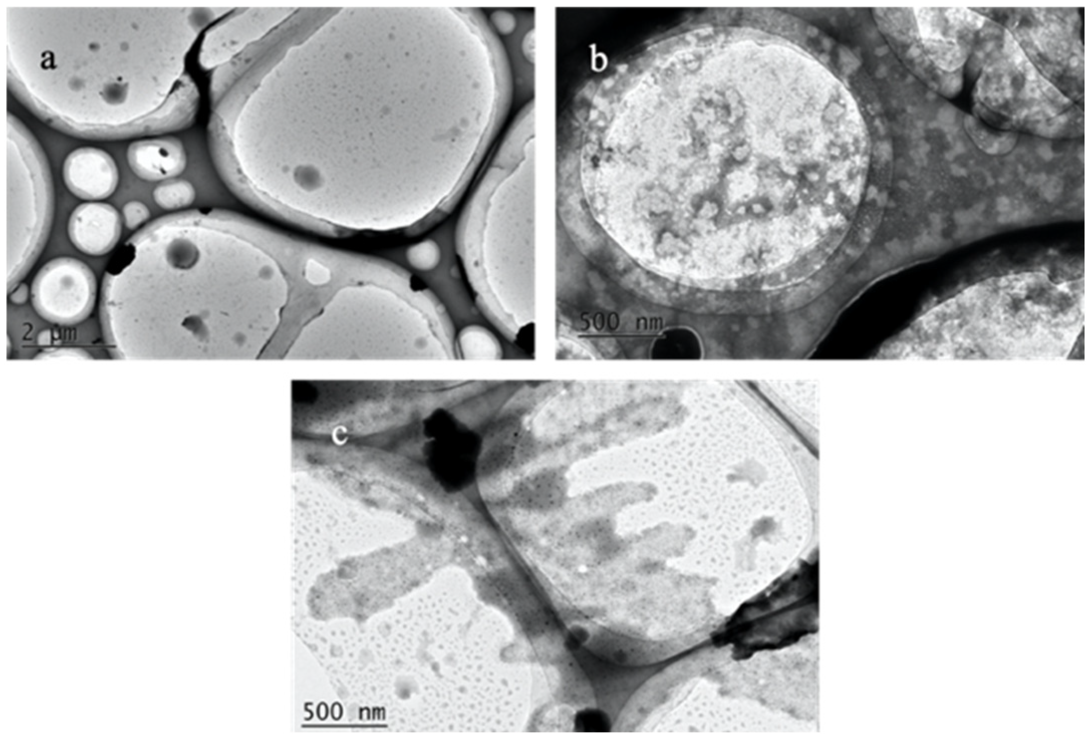 Polymers 16 00086 g004