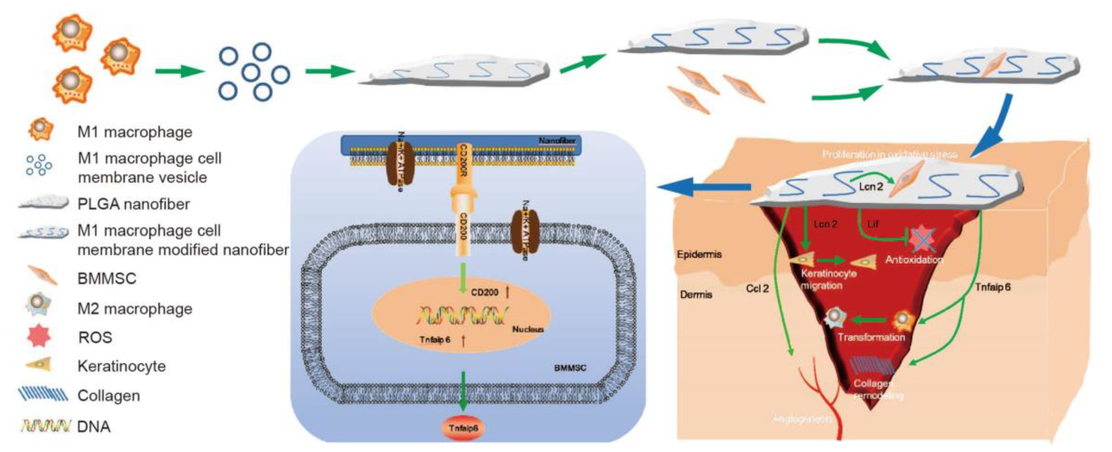 Polymers 16 00165 g013