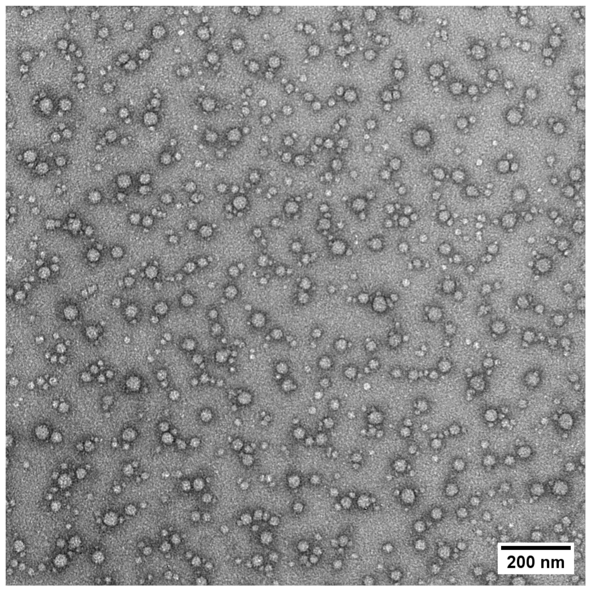 Polymers 16 00263 g004