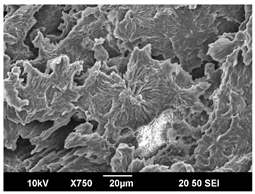 Polymers 16 00320 i004 Polymers 16 00320 i004