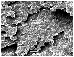 Polymers 16 00320 i007 Polymers 16 00320 i007